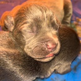 Cane Corso Puppies from Venom Cane Corsos