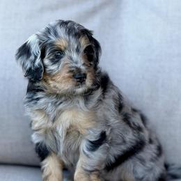Carla - female Australian Mountain Doodle puppy in Decatur, Illinois from Signature Doodles