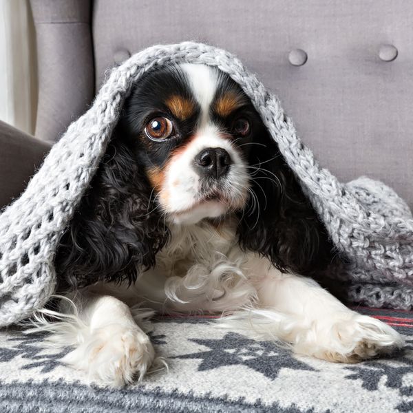 Cavalier King Charles Spaniel