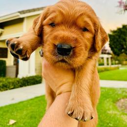 Simba - Dark golden male Golden Retriever puppy in Santa Ana, California from American Golden Retrievers