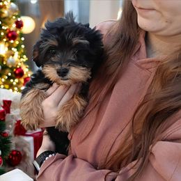 Girl 1 Hazel - Black and tan female Cavapoo puppy in Salisbury, North Carolina from Carolina Canines