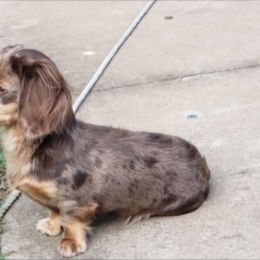 Elli Mae - Dachshund