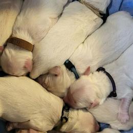 Male 1st pick of M litter in honor of my Mother - Light golden male Golden Retriever puppy in Fithian, Illinois from LOMAH Retrievers