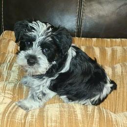Panda - Parti male Miniature Schnauzer puppy in Graham, Washington from Kristy's French Bulldogs & Mini Schnauzers