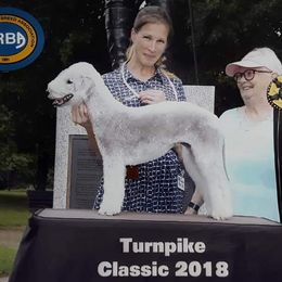 Augusta - Bedlington Terrier