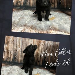 German Shepherd Puppies from Pocono GSD