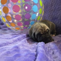 Luna - Fawn female Great Dane puppy in Arpin, Wisconsin from Arpin Great Danes