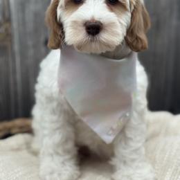 Australian Labradoodle Puppies from Liberty Hill Labradoodles