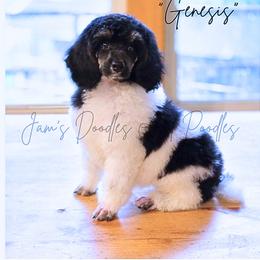 Aussiedoodle, Bernedoodle, Cockapoo, Miniature Australian Shepherd, Poodle, and Sheepadoodle Puppies from Jam's Doodles And Poodles
