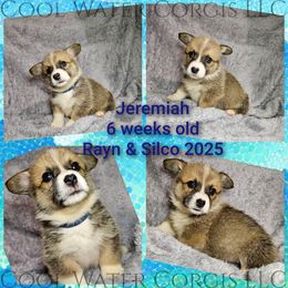 Jeremiah - Red male Pembroke Welsh Corgi puppy in Kiowa, Colorado from Cool Water Corgis LLC