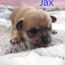 Jax - Chocolate sabled fawn male Chihuahua puppy in Brook Park, Minnesota from North Star Chihuahuas