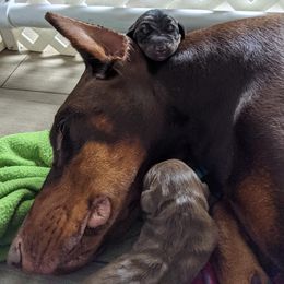 Doberman Pinschers from Saxbell Dobermans