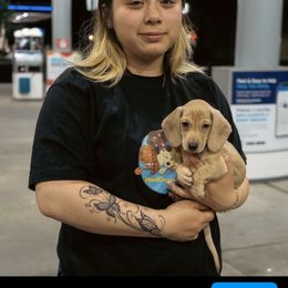 Dachshund Puppies from Mini Doxies R Us
