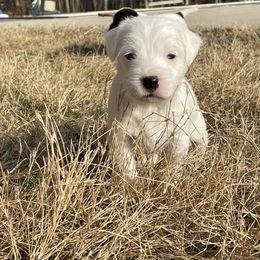 Parson Russell Terrier Puppies from Deep Creek Welsh Farm