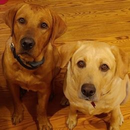 Labrador Retrievers from Garner's Labrador Retrievers