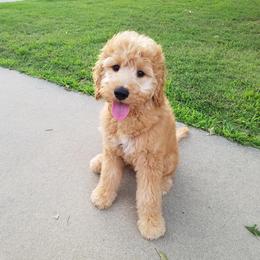 Goldendoodle Puppies from South Paw Doodles