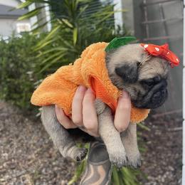 Bulldog and Pug Puppies from The Pugarazzi
