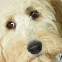 Australian Labradoodles and Labradoodles from I Love U Back Labradoodles, LLC