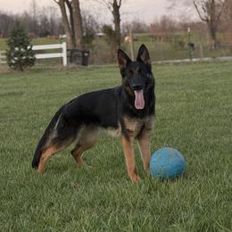 Akira - Black and red female German Shepherd puppy in Worthington, Indiana from Aus Gerstbrei German Shepherds