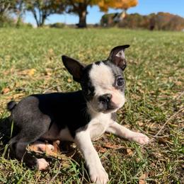 Millie - Black and white female Boston Terrier puppy in Charlotte, Michigan from Witselle Bostons