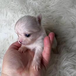Pearl girl - Fawn and white female Chihuahua puppy in Fargo, North Dakota from Wild Prairie Chihuahuas