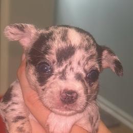 Willow - Merle female Chihuahua puppy in New Castle, Delaware from Sasha’s Elite Kennel LLC