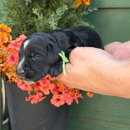 Cider - Black male English Cocker Spaniel puppy in Lake City, Florida from Ryndal & Co.