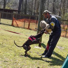 Dasko - Doberman Pinscher