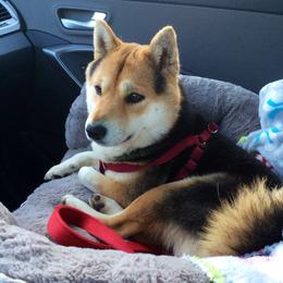 Shiba Inu from Brigitte's Pups