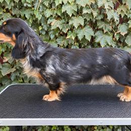 Fancy splash of Z - Dachshund