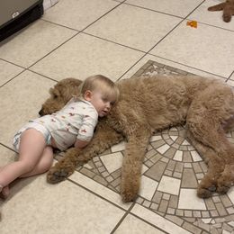 Goldendoodle Puppies from Golden Rule Doodles