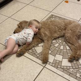 Goldendoodle Puppies from Golden Rule Doodles