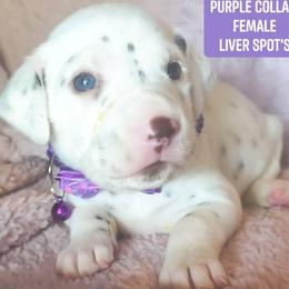 Lillith (Purple Collar Female) - White and liver brown female Dalmatian puppy in Raymondville, Missouri from Wagner's Dalmatian's