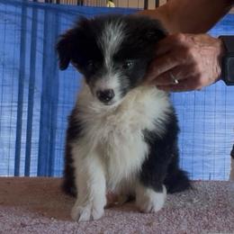 Dots 5 - Black male Border Collie puppy in Farmersville, Texas from Omegamtn Border Collies