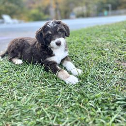 Aussiedoodle Puppies from A Dose Of Doodle