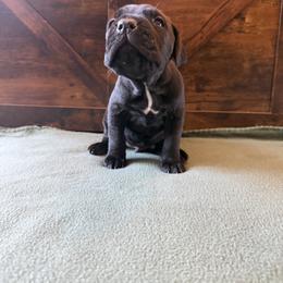 Cane Corso Puppies from Cowan Farms