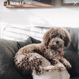 Aussiedoodle Puppies from Signature Doodles