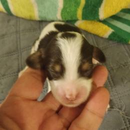 Boy four - Tri-color male Cavapoo puppy in East Providence, Rhode Island from Marta's Cavaliers