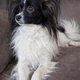 Papillon puppies from HSF Papillons