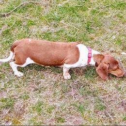 Rebel - Dachshund