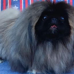 BOZ - Pekingese