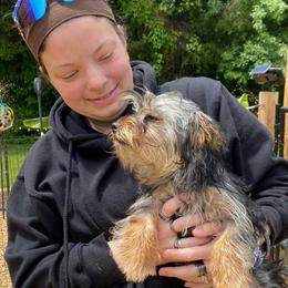 Carlee - Yorkshire Terrier