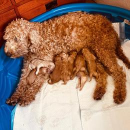 Gabbie - Labradoodle