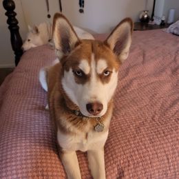 Cassidy - Siberian Husky