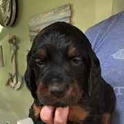 Boy 2 yellow - Gordon Setter puppy in Portage, Mi, Michigan from The Duke of Gordon
