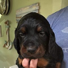 Boy 2 yellow - Gordon Setter puppy in Portage, Mi, Michigan from The Duke of Gordon