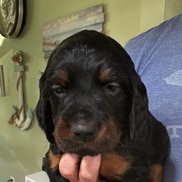 Boy 2 yellow - Gordon Setter puppy in Portage, Mi, Michigan from The Duke of Gordon