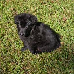 Pink collar - Black female German Shepherd puppy in Oscoda, Michigan from Sstar