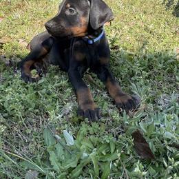 Nip - Blue Collar - Black and rust male Doberman Pinscher puppy in Powder Springs, Georgia from Elite Dobermans of Atlanta