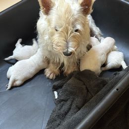 7 - White female West Highland White Terrier puppy in Prudenville, Michigan from Randy Ellen West Highland White Terriers of Michigan